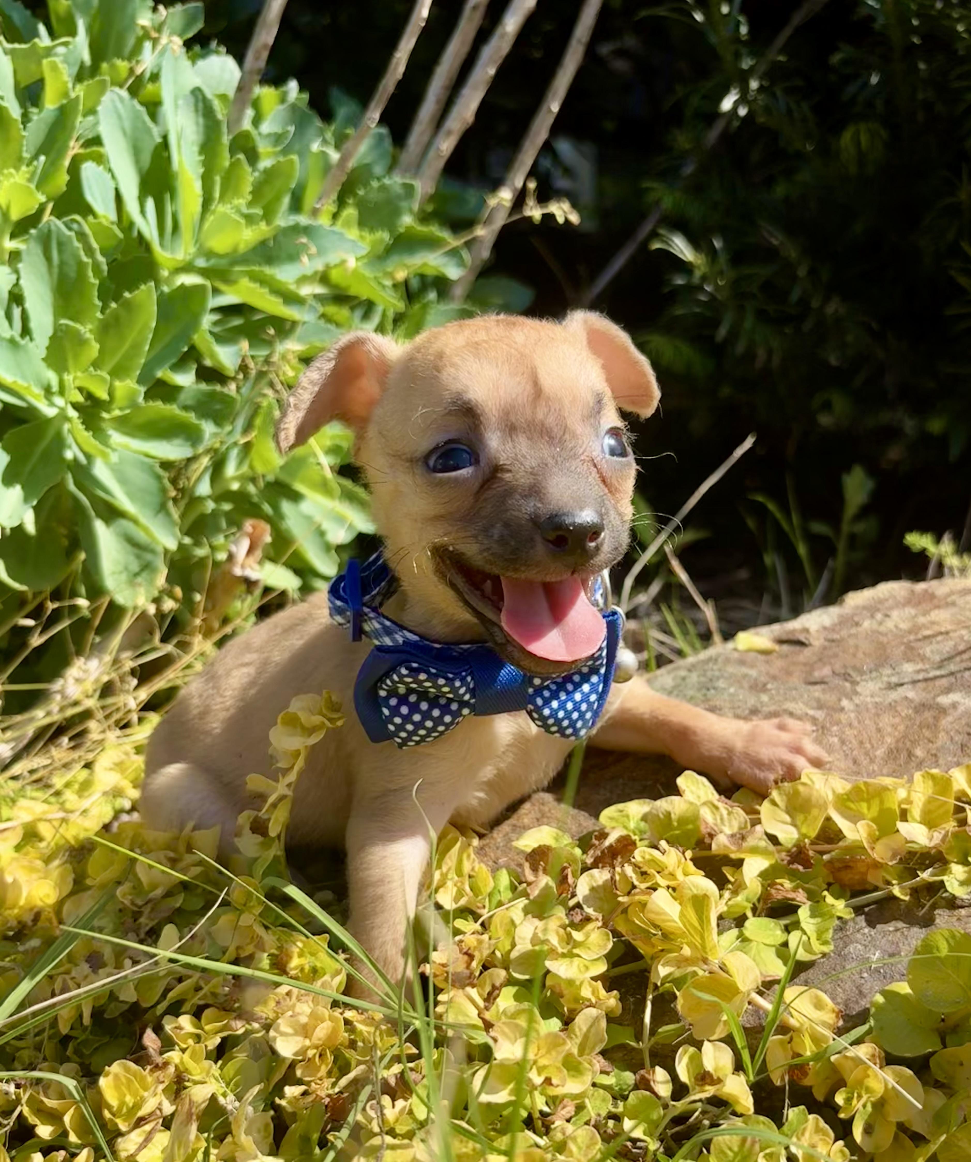 Barnaby, a Adoptable mixed breed in Pittsboro, NC image 3/6