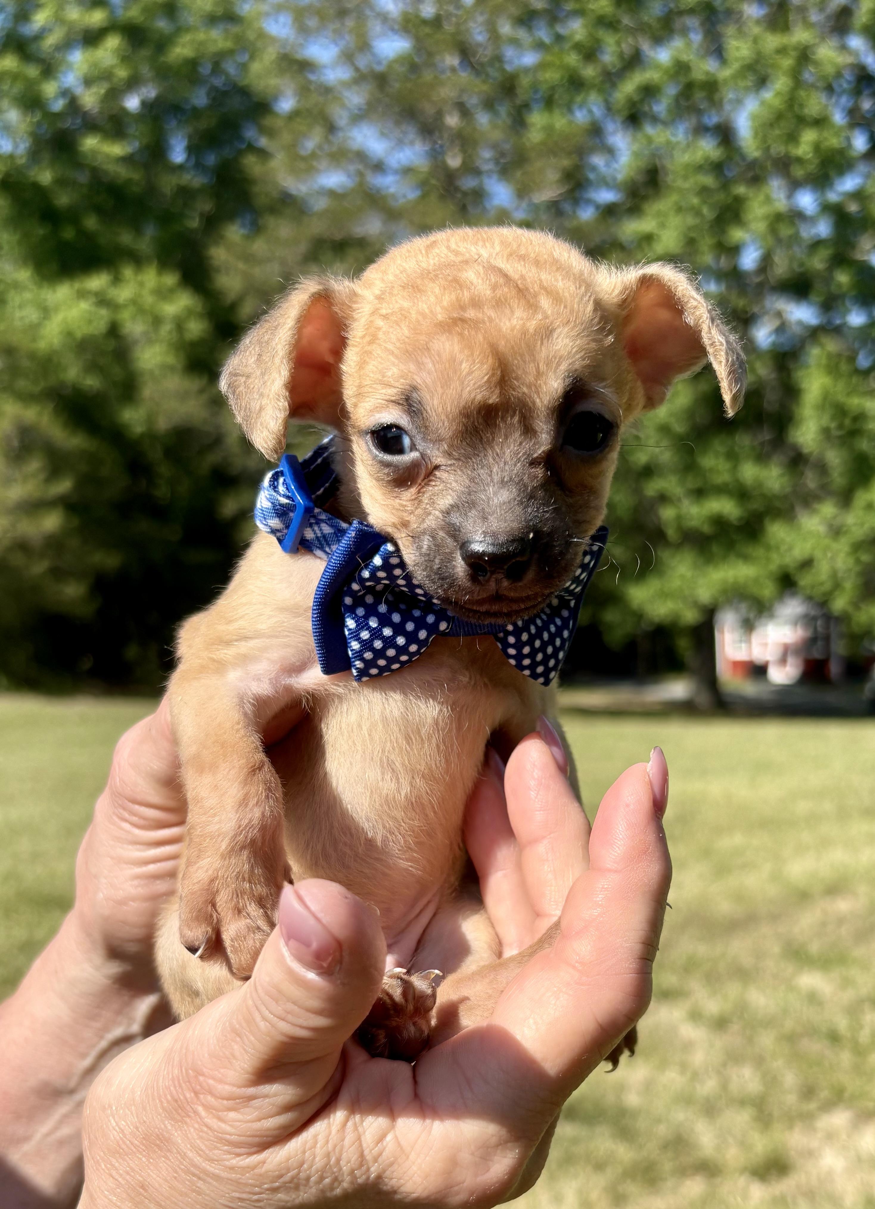 Barnaby, a Adoptable mixed breed in Pittsboro, NC image 5/6