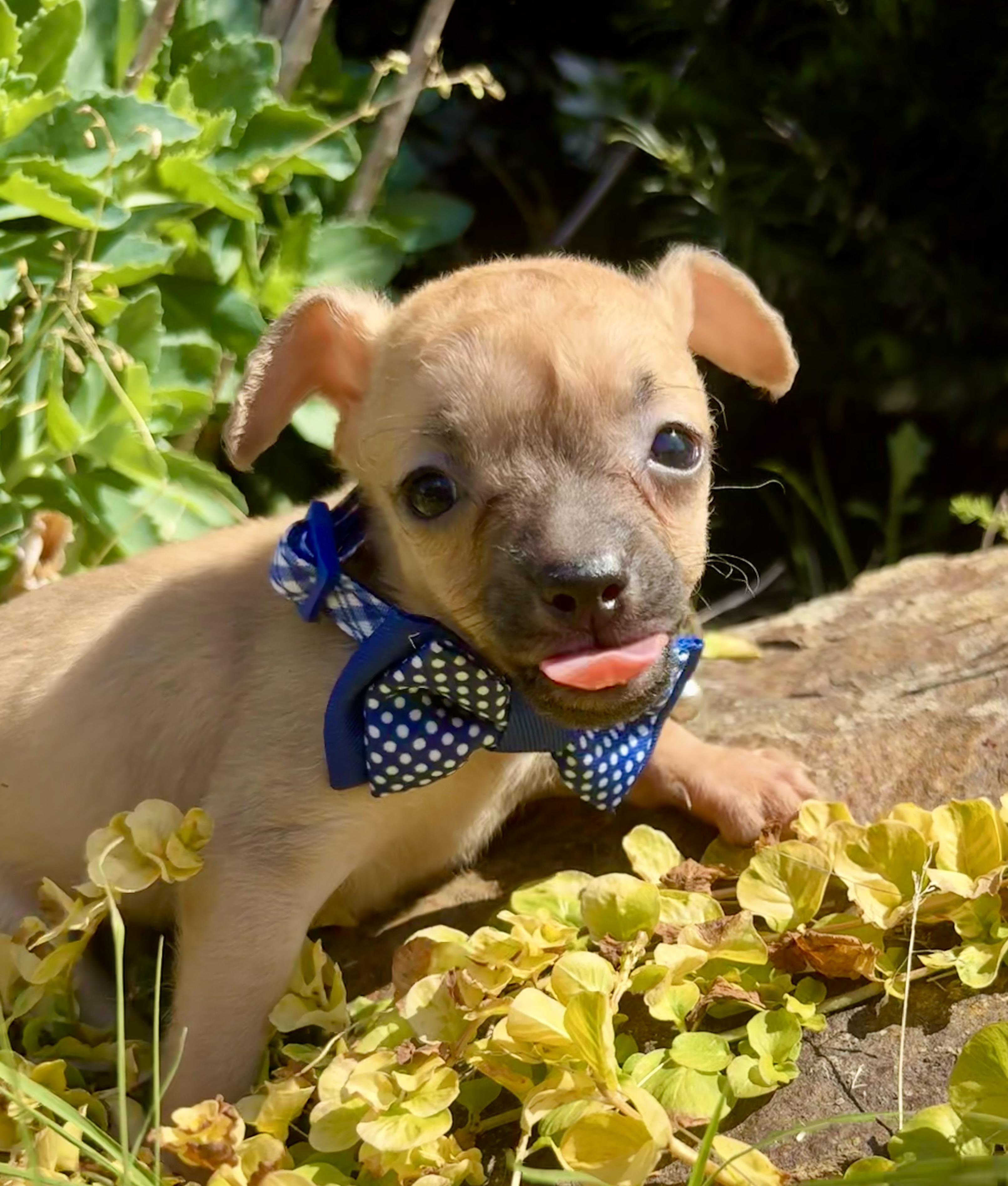 Barnaby, Adoptable, Puppy Male Chihuahua & Poodle (Toy).