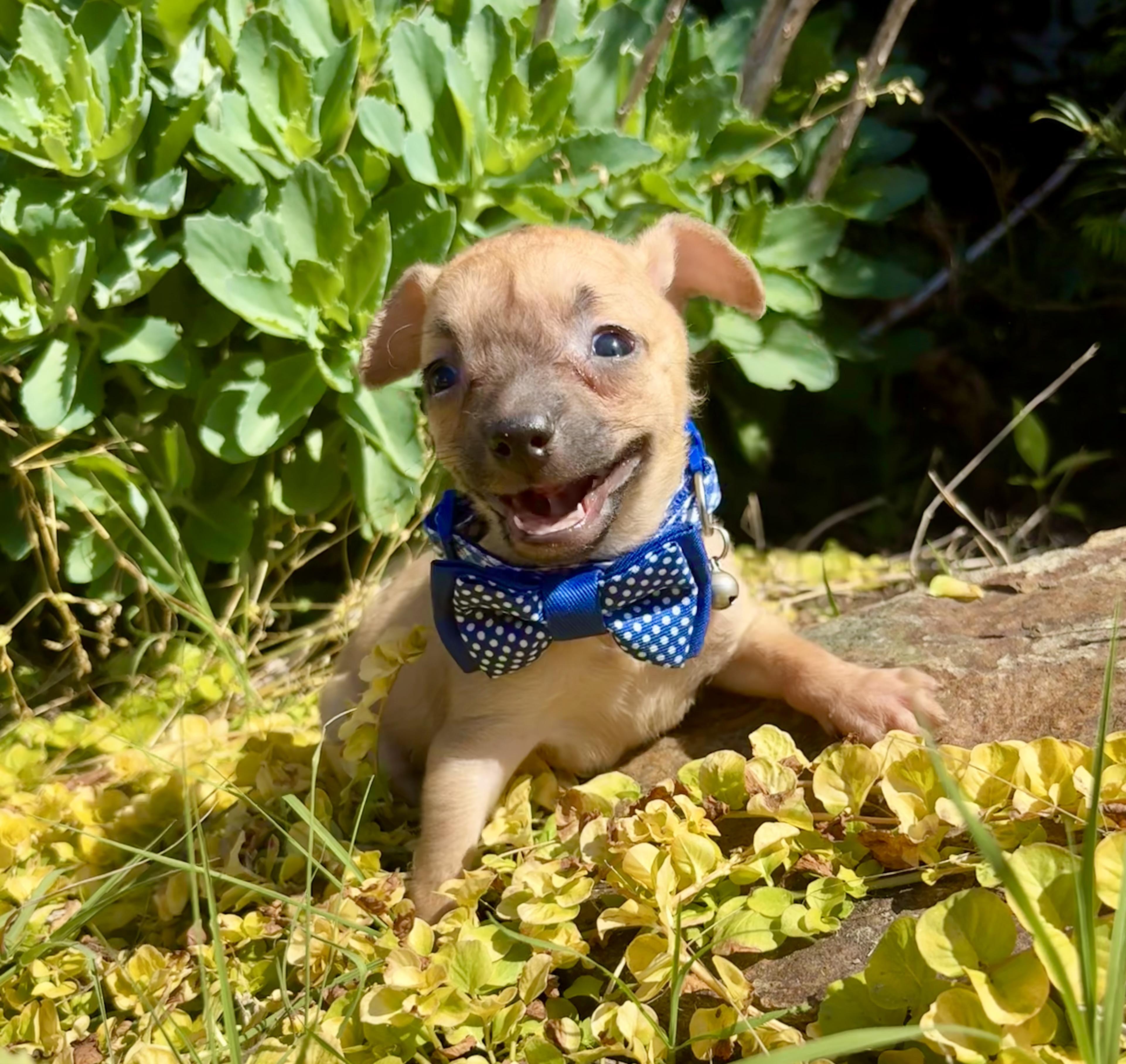 Barnaby, a Adoptable mixed breed in Pittsboro, NC image 2/6