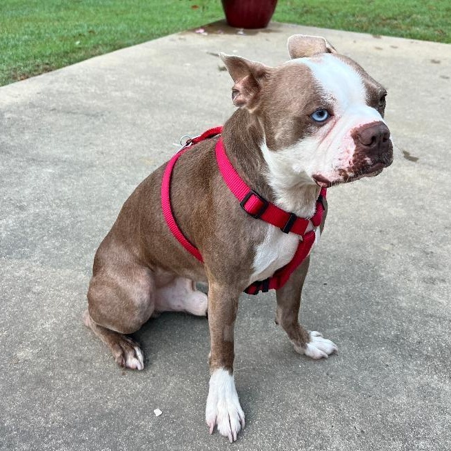 Enlarge John Wayne in MO, a Adoptable Boston Terrier in Littleton, CO image 2/5