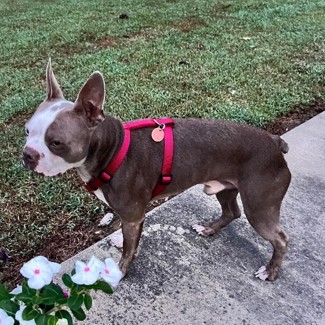 Enlarge John Wayne in MO, a Adoptable Boston Terrier in Littleton, CO image 5/5
