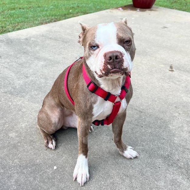 Enlarge John Wayne in MO, a Adoptable Boston Terrier in Littleton, CO image 3/5