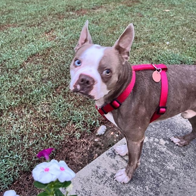 John Wayne in MO, Adoptable, Adult Male Boston Terrier.
