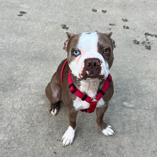 Enlarge John Wayne in MO, a Adoptable Boston Terrier in Littleton, CO image 4/5
