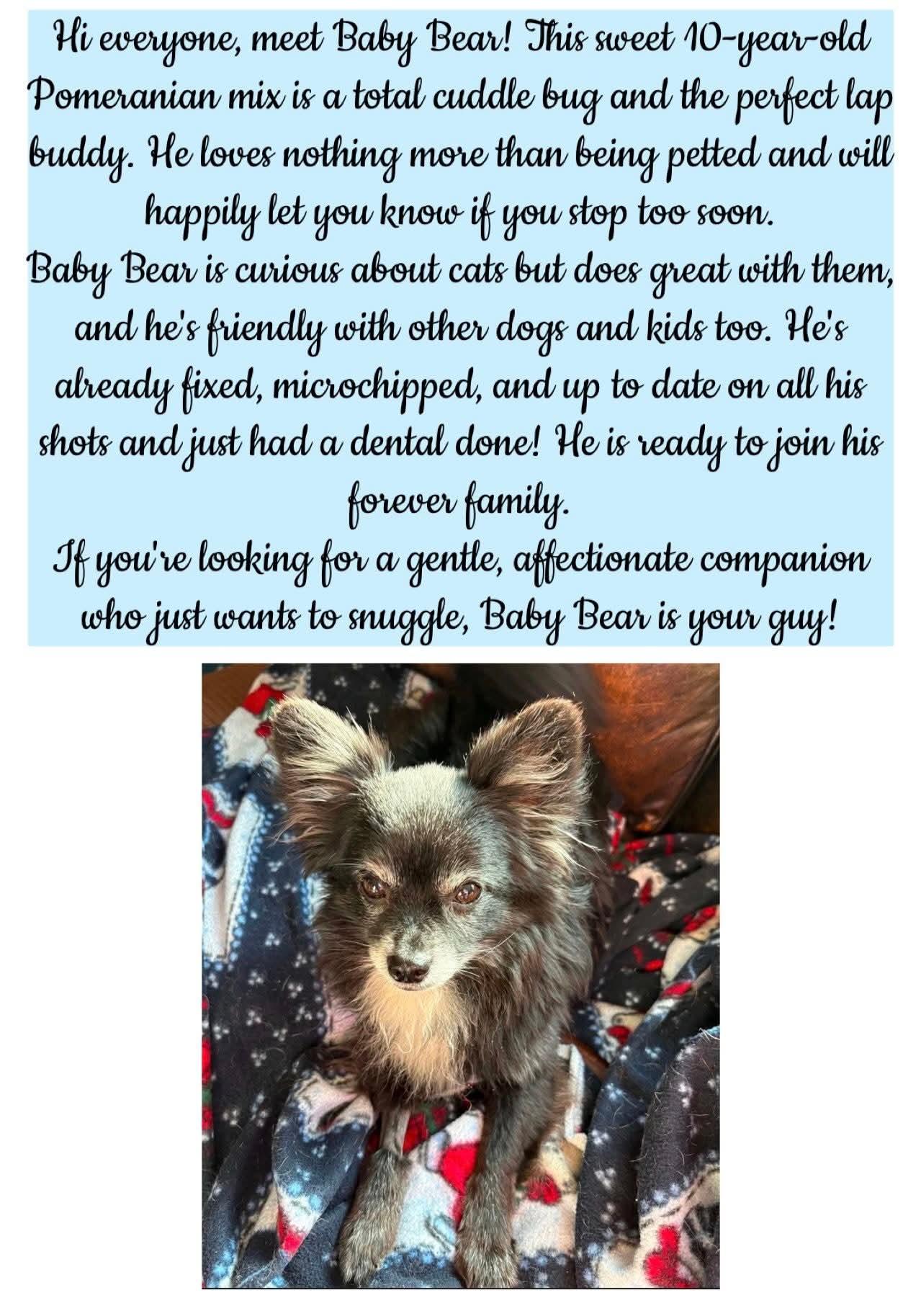 Yogi, ADOPTABLE, Senior Male Pomeranian.
