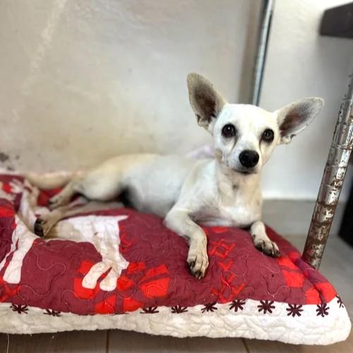 Enlarge Livvi, an adopted Chihuahua in Kelowna, BC image 5/6