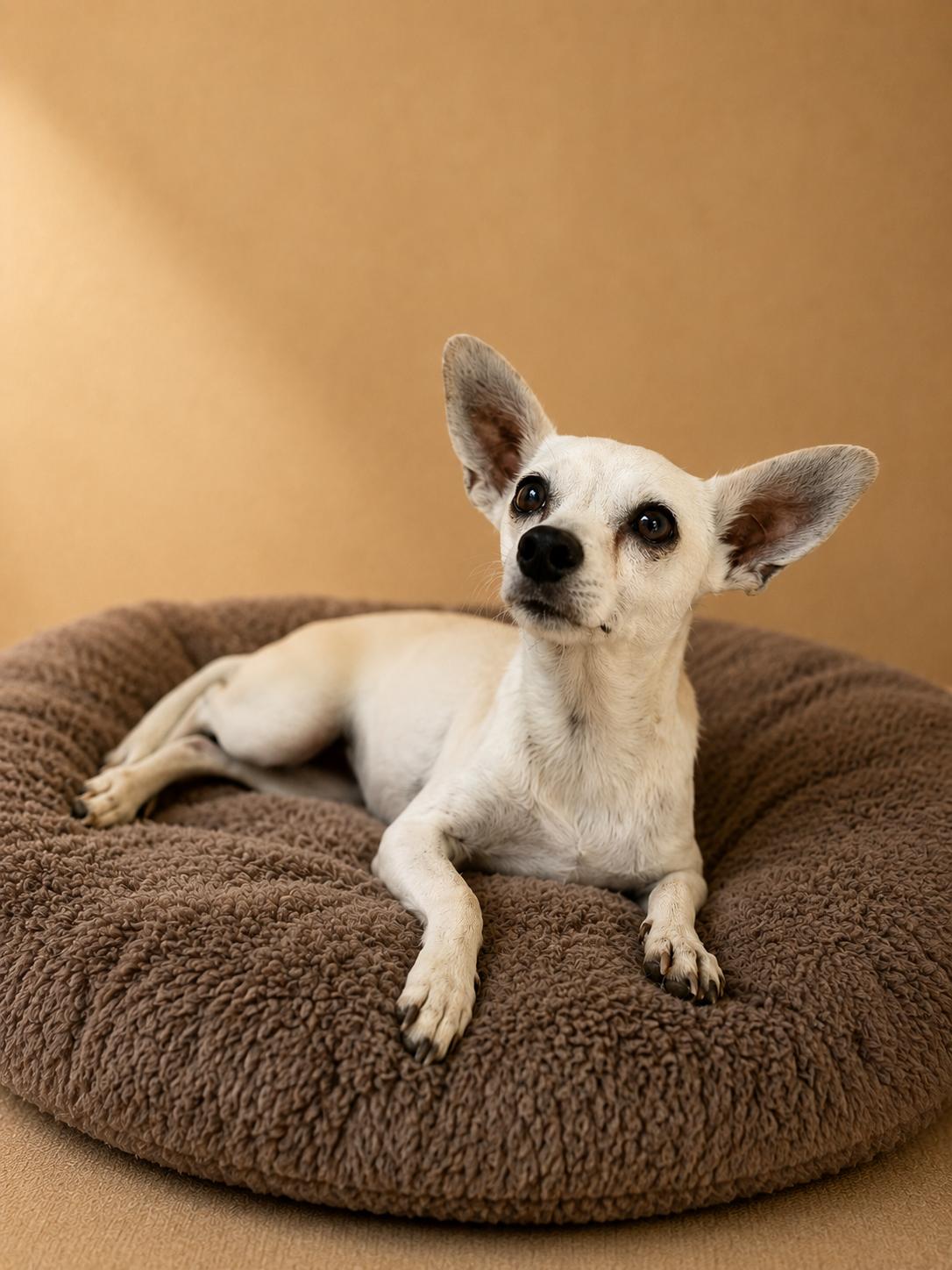 Enlarge Livvi, an adopted Chihuahua in Kelowna, BC image 2/6
