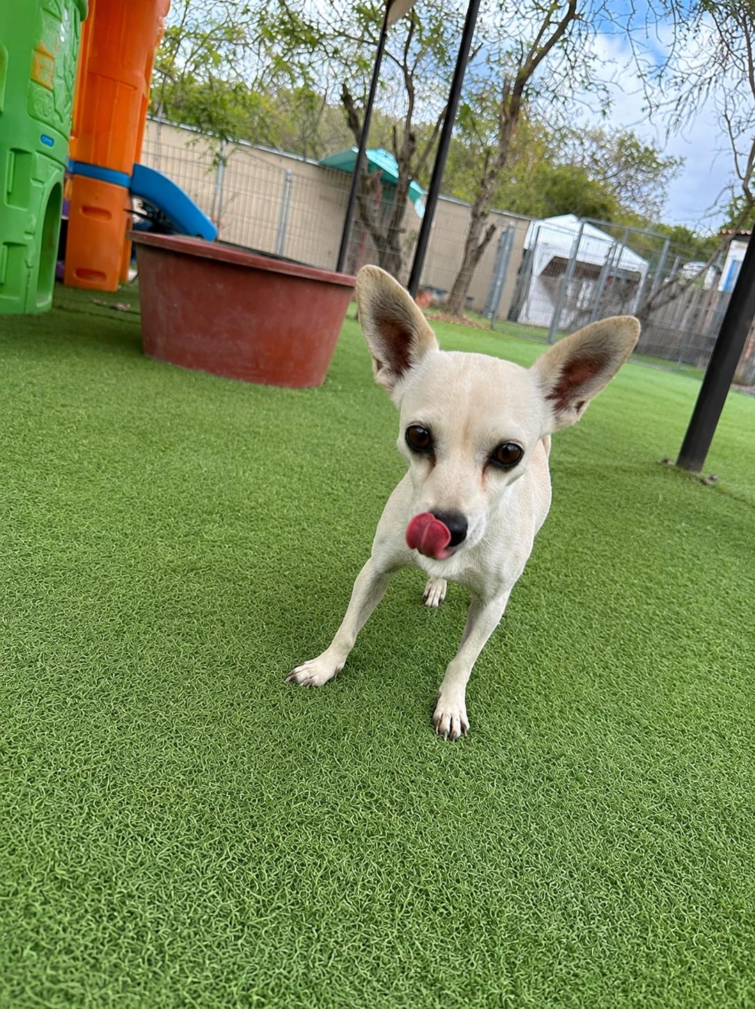 Enlarge Livvi, an adopted Chihuahua in Kelowna, BC image 4/6