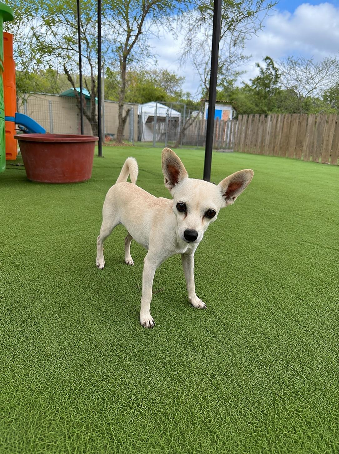 Enlarge Livvi, an adopted Chihuahua in Kelowna, BC image 6/6