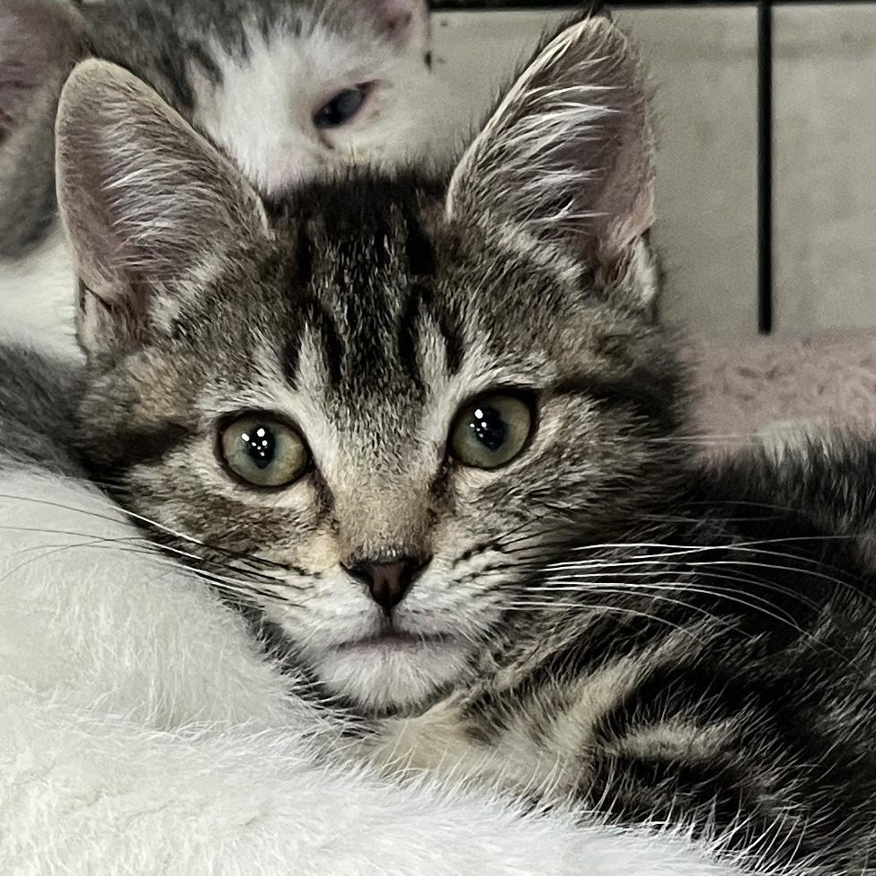 Enlarge Taz & Gracie (brother and sister), a Adoptable Domestic Short Hair in Shingletown, CA image 2/4
