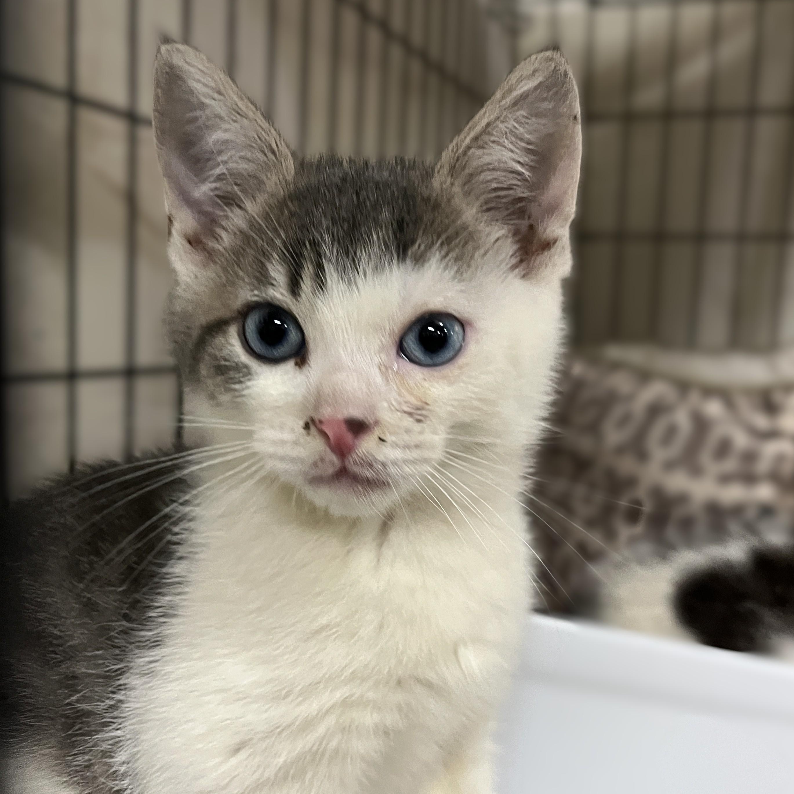 Enlarge Taz & Gracie (brother and sister), a Adoptable Domestic Short Hair in Shingletown, CA image 3/4