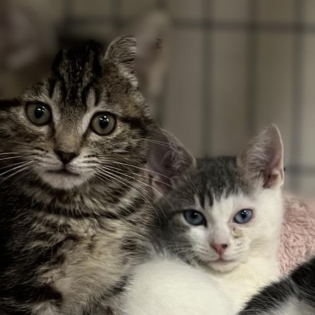 Taz & Gracie (brother and sister), Adoptable, Kitten Female Domestic Short Hair.