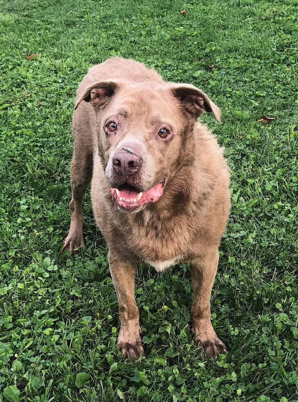ROME - Brown County-adopted, Adoptable, Senior Male American Staffordshire Terrier.