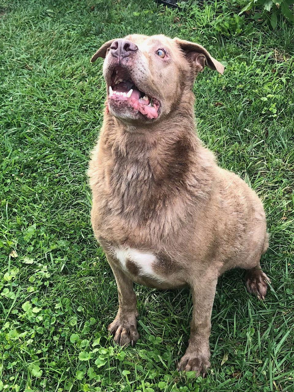 Enlarge ROME, a Adopted American Staffordshire Terrier in Indianapolis, IN image 2/3