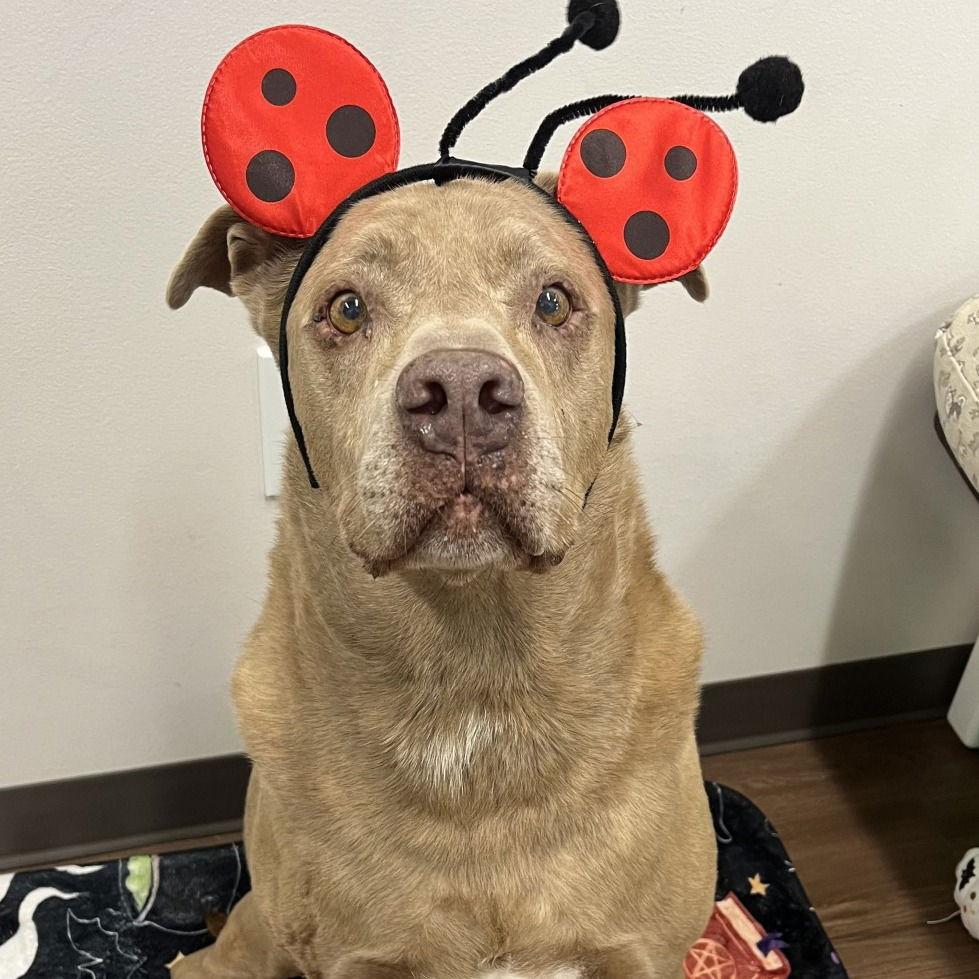 Enlarge ROME, a Adopted American Staffordshire Terrier in Indianapolis, IN image 3/3