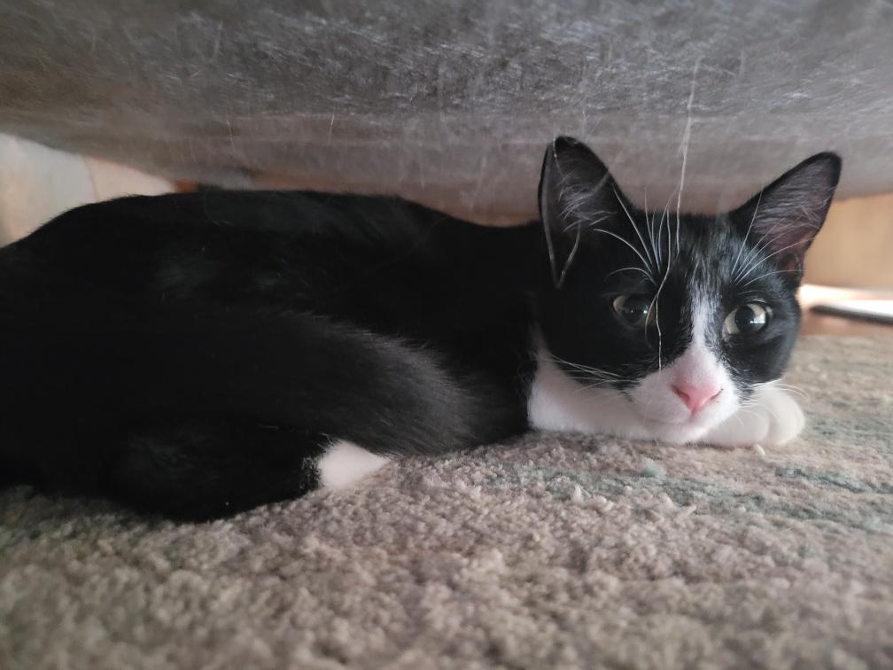 Enlarge Juanita, a ADOPTABLE Domestic Short Hair in Beltsville, MD image 4/6