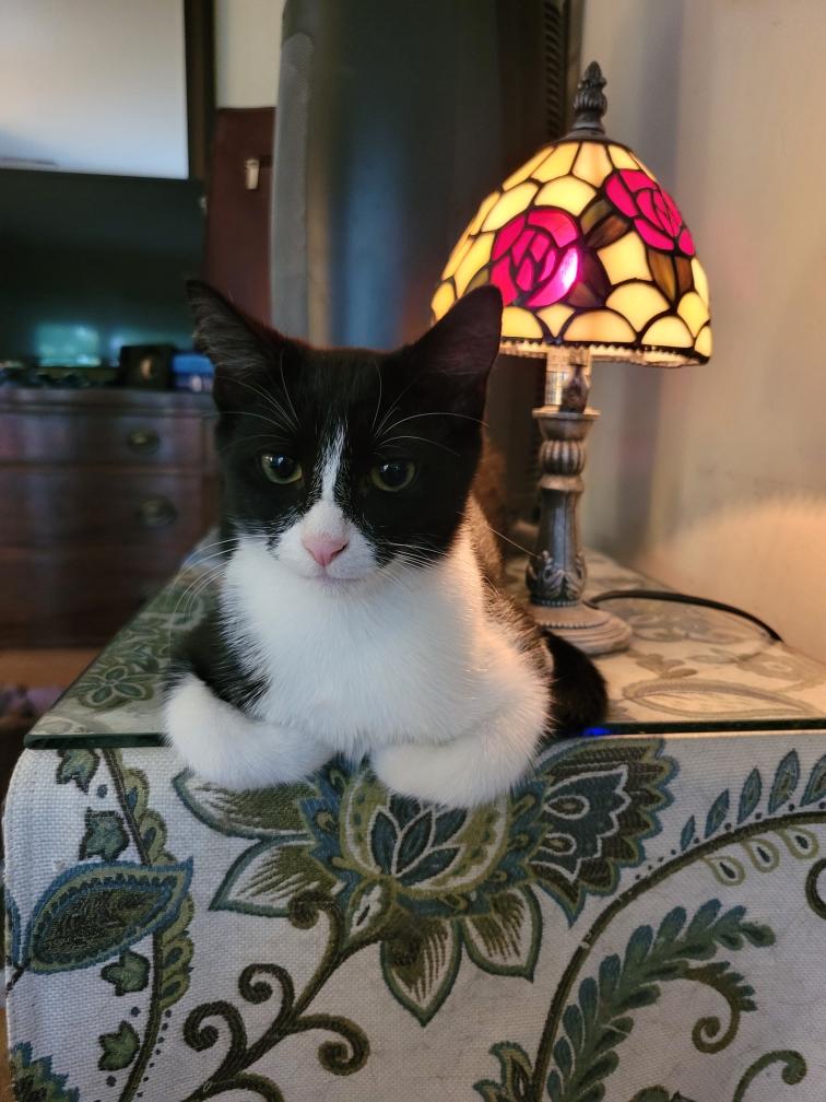 Enlarge Juanita, a ADOPTABLE Domestic Short Hair in Beltsville, MD image 5/6