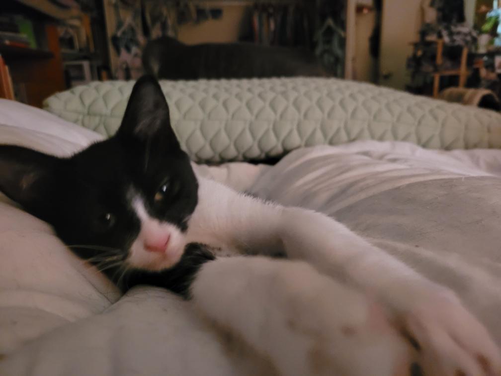 Enlarge Juanita, a ADOPTABLE Domestic Short Hair in Beltsville, MD image 6/6