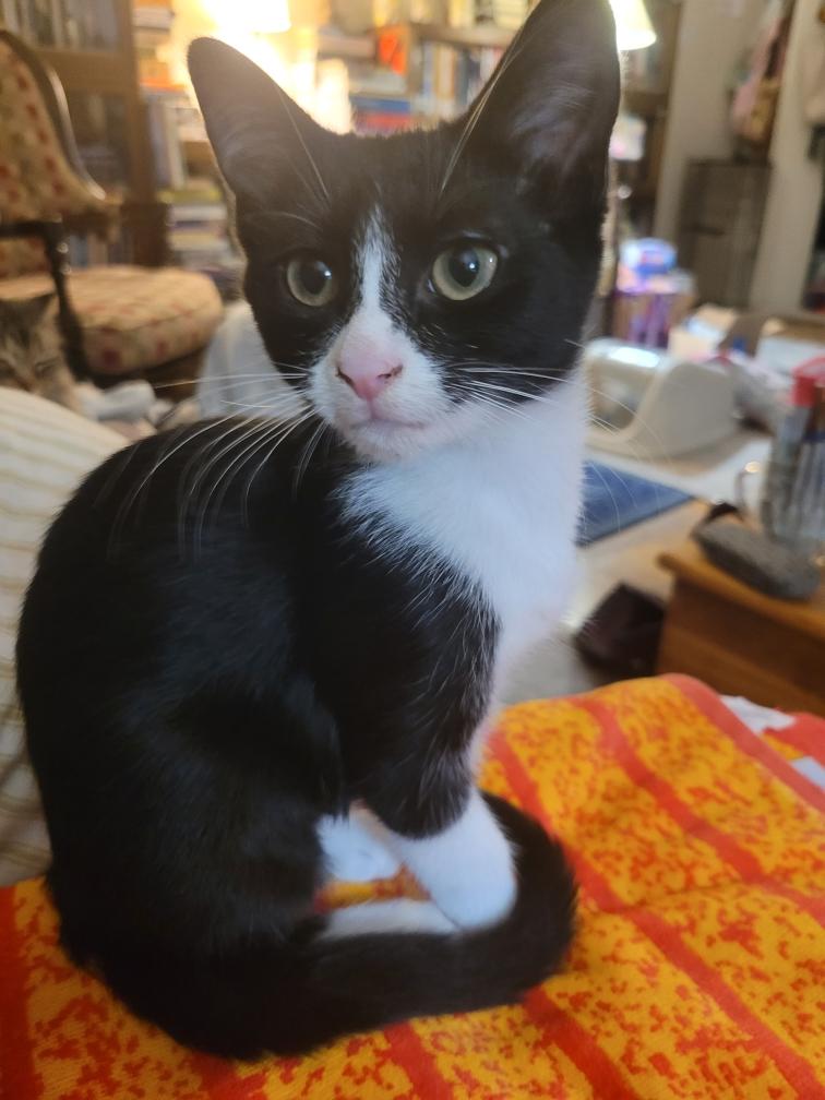 Enlarge Juanita, a ADOPTABLE Domestic Short Hair in Beltsville, MD image 2/6