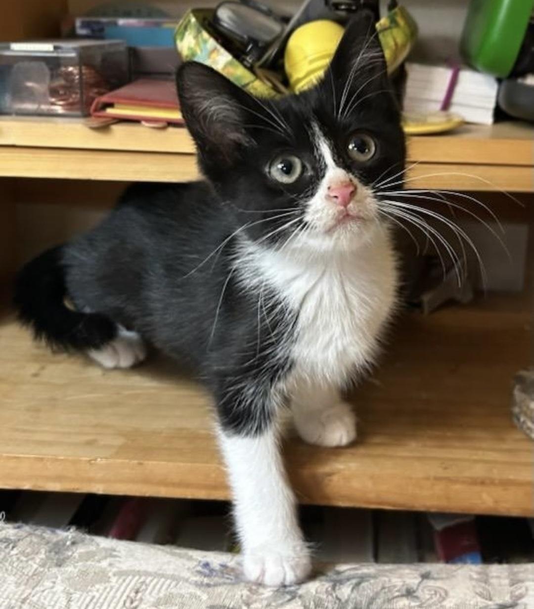 Juanita, a ADOPTABLE Domestic Short Hair in Beltsville, MD image 1/5