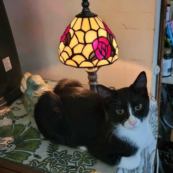 Juanita, ADOPTABLE, Kitten Female Domestic Short Hair.