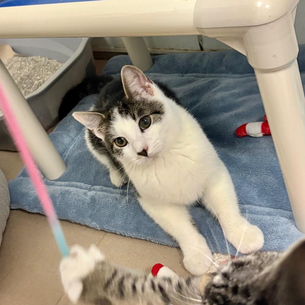 Garth, Adoptable, Kitten Male Domestic Short Hair.