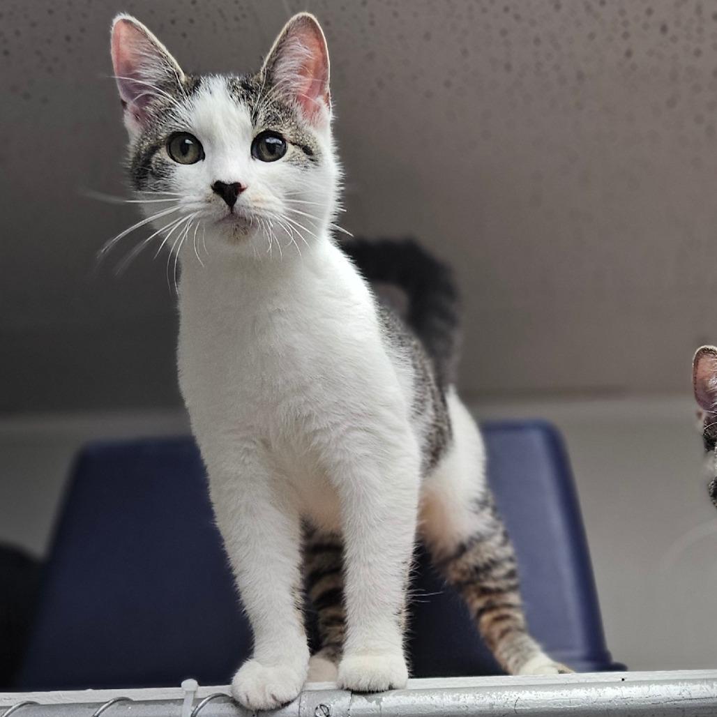 Enlarge Garth, a Adoptable Domestic Short Hair in Westhampton, NY image 2/3