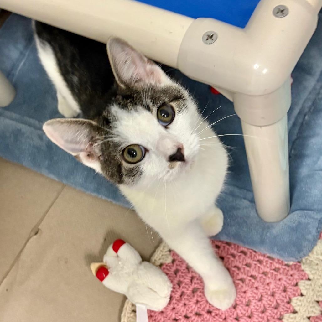 Enlarge Garth, a Adoptable Domestic Short Hair in Westhampton, NY image 3/3