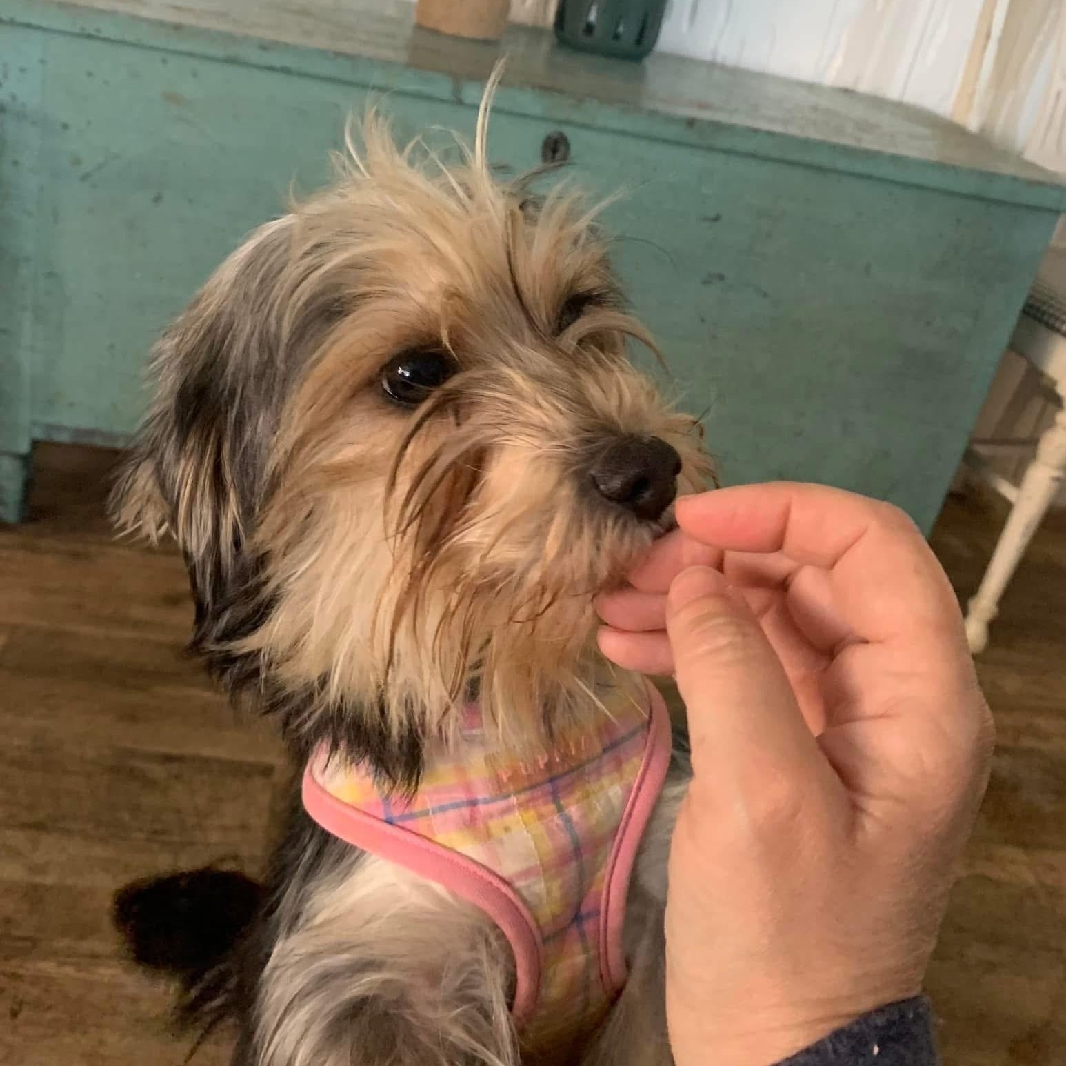 Frankie Girl, Adopted, Young Female Terrier & Silky Terrier.