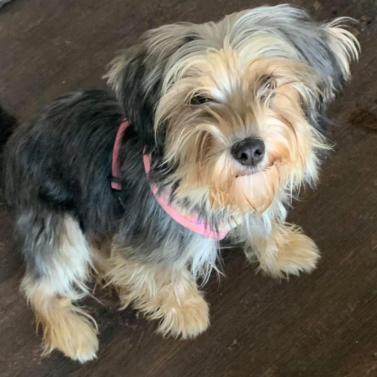 Enlarge Frankie Girl, a Adopted mixed breed in Marlton, NJ image 1/6