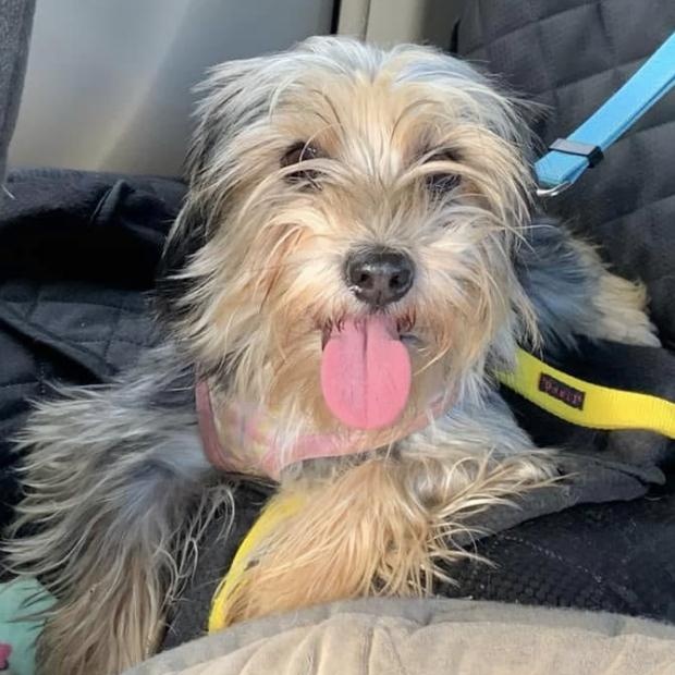 Enlarge Frankie Girl, a Adopted mixed breed in Marlton, NJ image 6/6