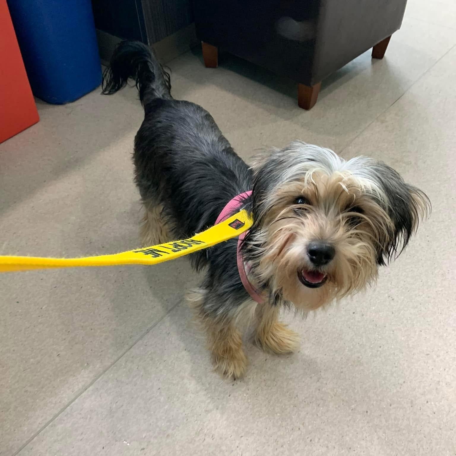 Enlarge Frankie Girl, a Adopted mixed breed in Marlton, NJ image 5/6