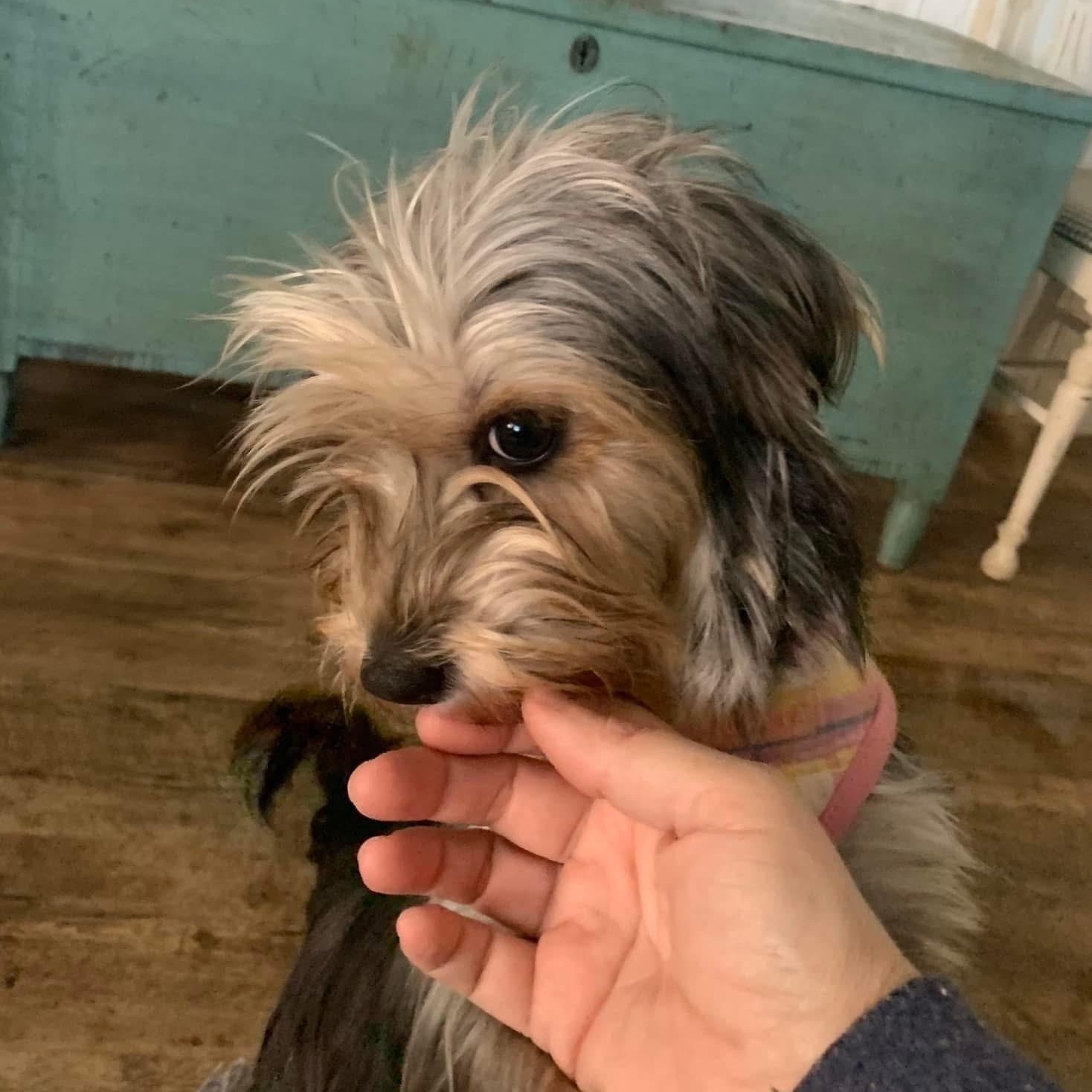 Enlarge Frankie Girl, a Adopted mixed breed in Marlton, NJ image 4/6