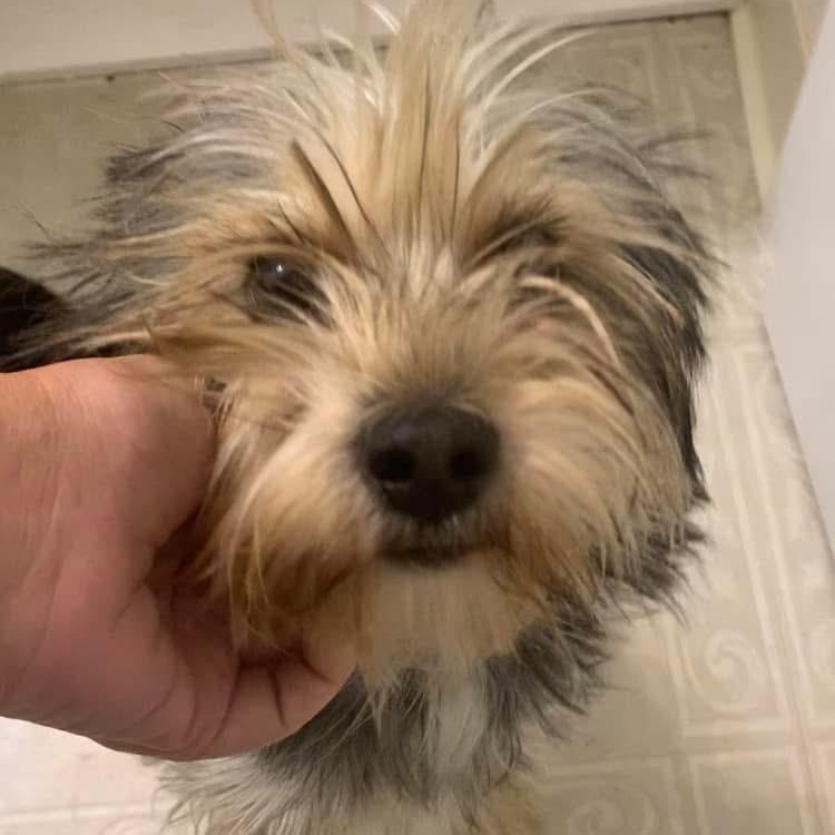 Enlarge Frankie Girl, a Adopted mixed breed in Marlton, NJ image 2/6