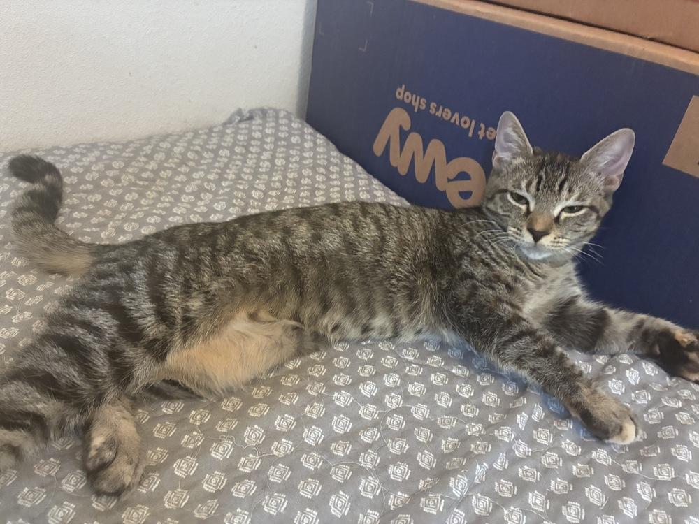 Magnolia, Adopted, Kitten Female Domestic Short Hair.