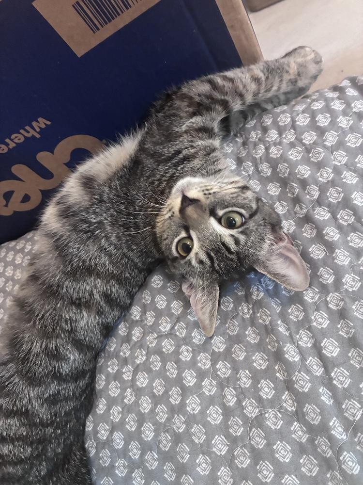 Enlarge Magnolia, a Adopted Domestic Short Hair in Orlando, FL image 2/6