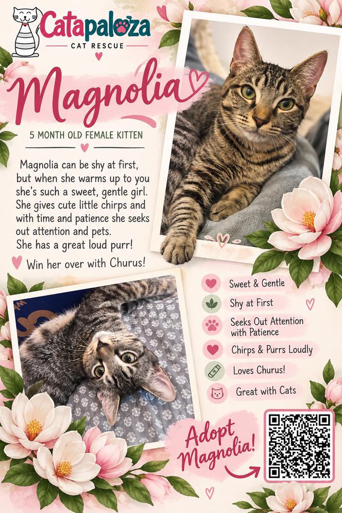Enlarge Magnolia, a Adopted Domestic Short Hair in Orlando, FL image 3/6