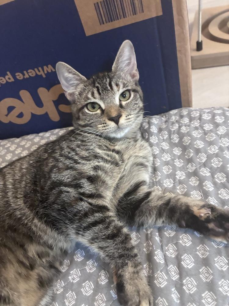 Enlarge Magnolia, a Adopted Domestic Short Hair in Orlando, FL image 4/6