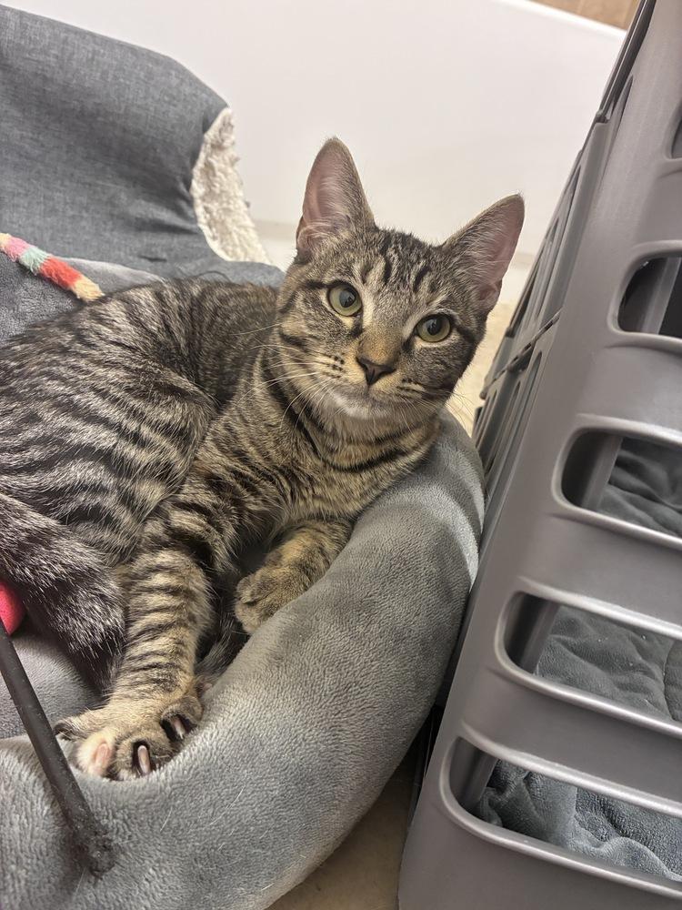 Enlarge Magnolia, a Adopted Domestic Short Hair in Orlando, FL image 5/6