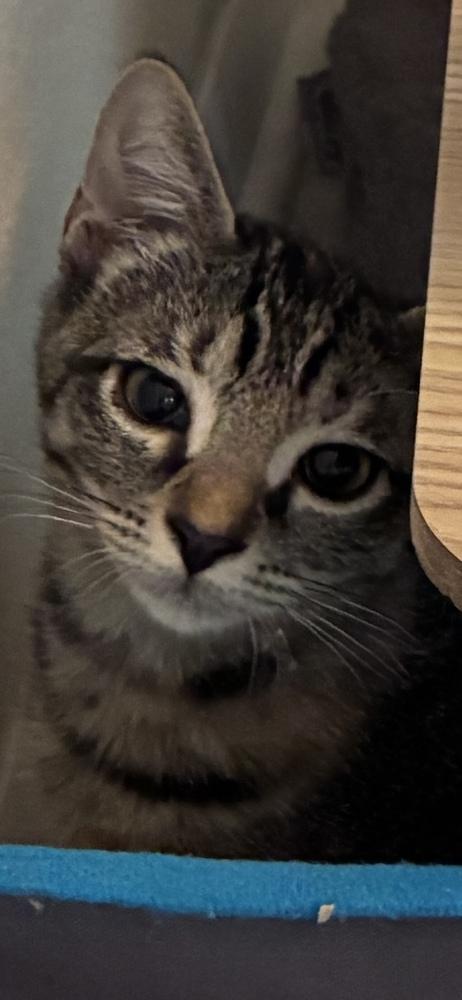 Enlarge Magnolia, a Adopted Domestic Short Hair in Orlando, FL image 6/6
