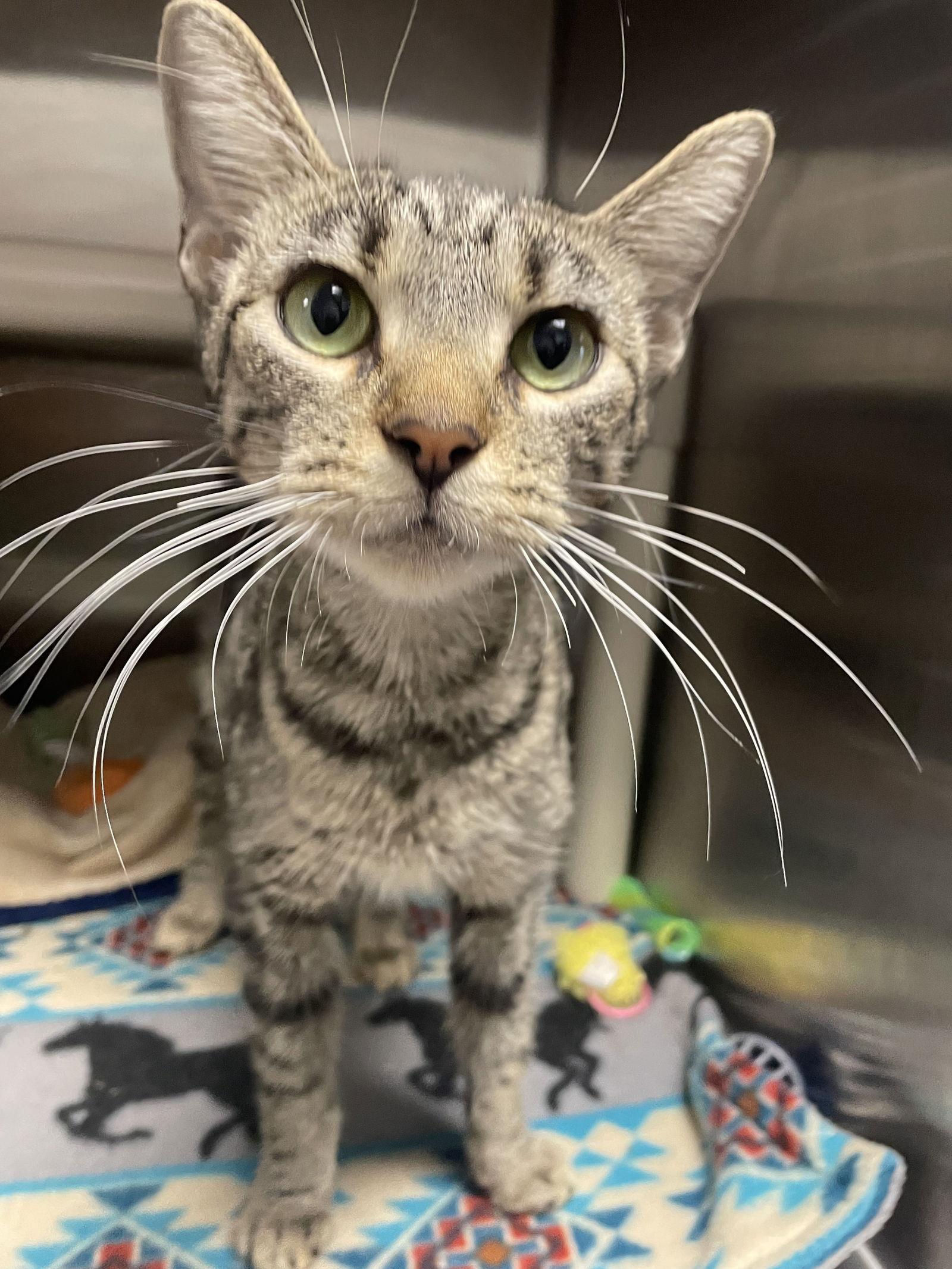 Enlarge Whizza  - Must Apply in Person, a Adoptable mixed breed in Georgetown, KY image 1/1