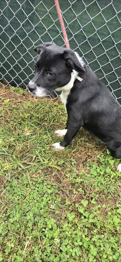 Enlarge Herbie, a Adoptable Mixed Breed in Reidsville, NC image 1/2
