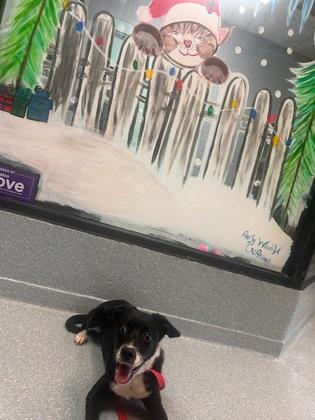 Enlarge Herbie, a Adoptable Mixed Breed in Reidsville, NC image 2/2