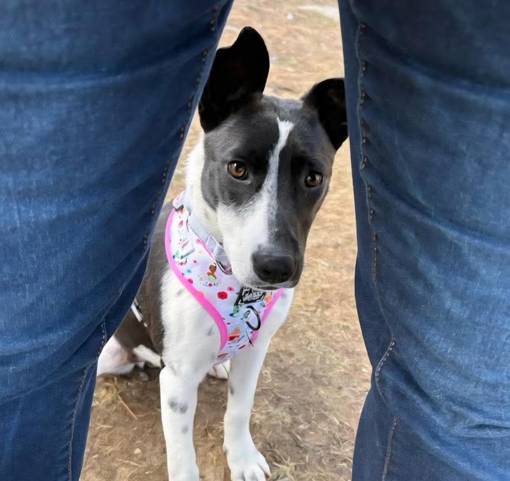 Frost, Adoptable, Puppy Female Mixed Breed.