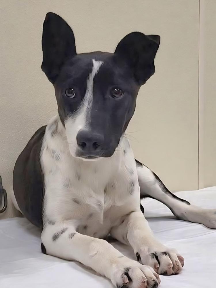 Enlarge Frost, a Adoptable mixed breed in Groveland, MA image 1/1