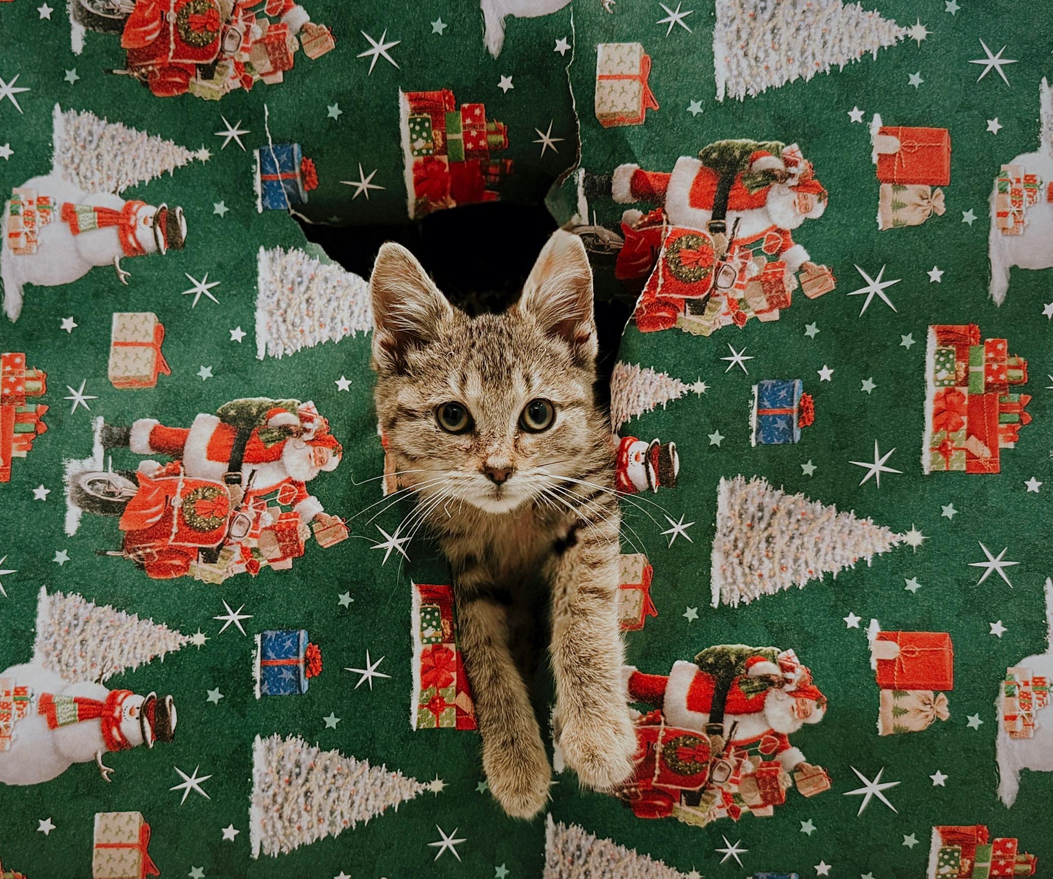 Acorn, Adoptable, Kitten Female Domestic Short Hair.