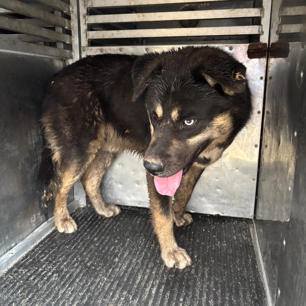 Sugar Bear, a Adoptable mixed breed in St Joseph, MO image 2/3