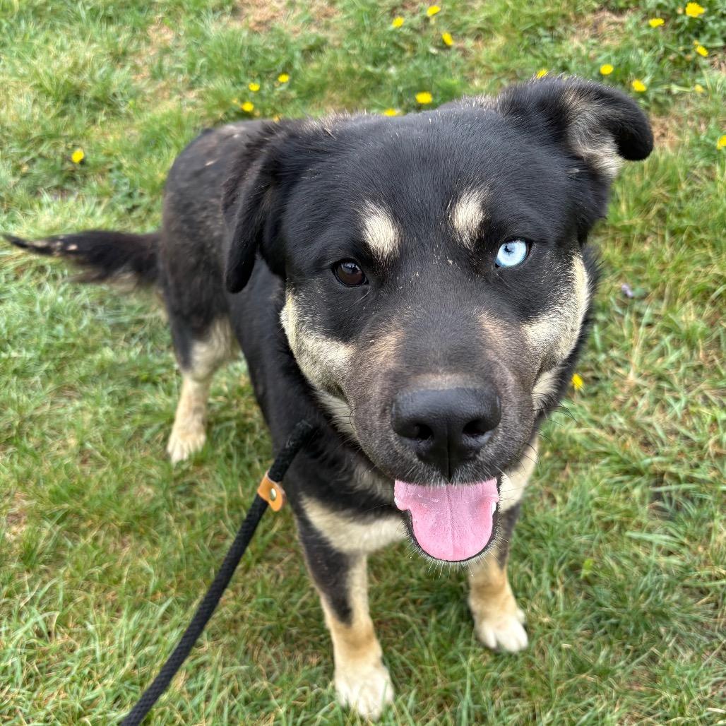 Sugar Bear, a Adoptable mixed breed in St Joseph, MO image 3/3