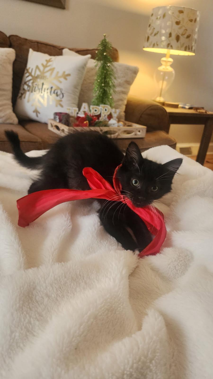 Anubis and Queen, Adoptable, Kitten Female Domestic Short Hair.